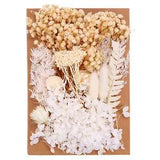 Natural Dried Flowers Multiple Real Dried Pressed Flowers Plant Beige Series