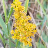 Stiff Goldenrod Seeds Canada, Solidago Rigida, Stiff-Leaved Golden Rod, Saskatchewan Native Wild Flower, Indigenous Plant, Prairie Perennial