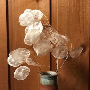 Money Plant Seeds - Lunaria annua - Annual Honesty