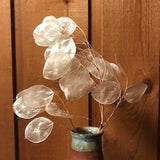 Money Plant Seeds - Lunaria annua - Annual Honesty