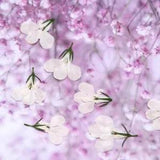 12PCS Real Pressed Dry Lobelia Erinus white Flower for art candle craft FSS51