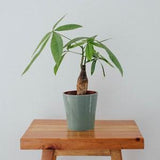 Mint Ceramic Orchid Planter
