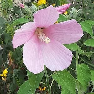Swamp Rose-mallow seeds