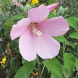 Swamp Rose-mallow seeds