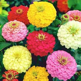 Zinnia Flowers Blend 1g - 50 Seeds - Zinnia Elegans NON GMO