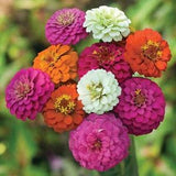 ANNUAL | 'Thumbelina' ZINNIA | 50 Seeds | Cute 2