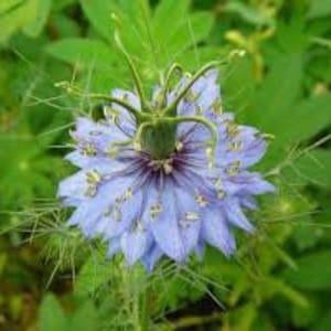 Nigella Blue Stars SEEDS Nigella papilloma blue  cut flower bouquet florist wedding bouquet Dizzy Bees Urban Garden