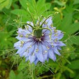 Nigella Blue Stars SEEDS Nigella papilloma blue  cut flower bouquet florist wedding bouquet Dizzy Bees Urban Garden