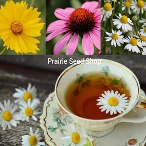 Herbal Tea Lovers Seed Collection, Variety Multi Pack, Grow Your Own Tea, Echinacea, Chamomile, & Chrysanthemum, Tisane Flower Seeds + Gift
