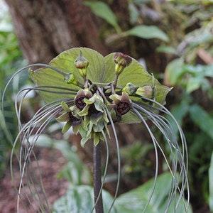 3 Assorted  Tacca Rhizomes. 1 Tacca plantaginea Rhizomes, 1 Tacca Integrifolia Rhizomes , 1 TACCA chantrieri Rhizomes,