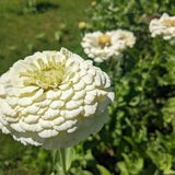 Polar Bear Zinnia Seeds - Long-Lasting Ornamental Flower