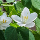 Bauhinia acuminata 10 SEEDS Snowy Orchid Tree Fresh seeds