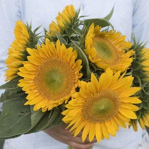 All yellow Sunflower seeds for planting - Sunrich Gold