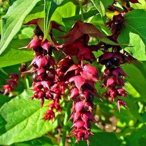 Golden Leaves! HIMALAYAN HONEYSUCKLE Vine False Nutmeg, Lydia Leycesteria Formosa 20 Seeds