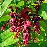 Golden Leaves! HIMALAYAN HONEYSUCKLE Vine False Nutmeg, Lydia Leycesteria Formosa 20 Seeds