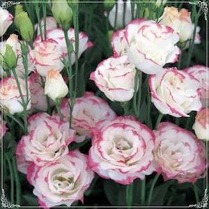 5 Seeds Multicolored Pink Picotee Lisianthus Flower Seed, Natural, Non GMO, Heirloom