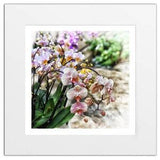 Orchid Flowers art print, poster, picture. Birthday anniversary gift. Limited edition artist signed. Botanical, wild flower. Gift wall decor