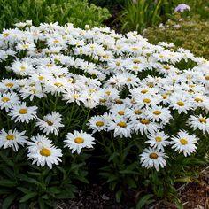 Leucanthemum x superbum 'Whoops-a-Daisy' Flower Delivery