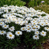 Leucanthemum x superbum 'Whoops-a-Daisy' Flower Delivery