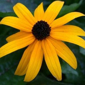 Black-Eyed Susan Flower Seeds, "COOL BEANS N SPROUTS" Brand. Home Gardening.