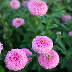 25 Benary's Giant Bright Pink Zinnia Seeds / Zinnia Elegans / Cut Flower /Bouquet /Wedding Flowers / English Garden / Wildflowers / Cottage