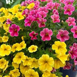 Calibrachoa - Mini Petunia -  Fuchsia- Yellow blend (petunia spp) Hanging basket flower, annual/perennial, 25 seeds. Flat rate shipping!