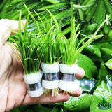 Greenpro Dwarf Sagittaria Subulata 3-Bunch Freshwater Live Aquarium Plants Carpet Tank