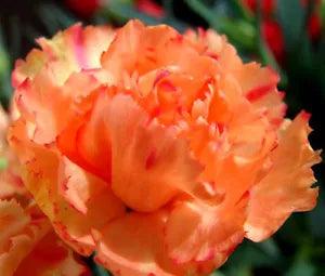 CARNATION CHABAUD ORANGE Dianthus Caryophyllus - 200 Bulk Seeds