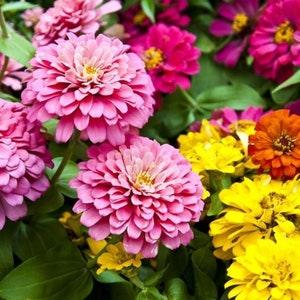 Dahlia Flowered Mix Zinnia Flower Seeds - Open-Pollinated for Seed Saving - Non-Hybrid & Non-GMO - Heirloom Canada Flower Seeds