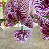 Orchid Earring, Orchid Jewelry, Purple and White Orchid, Resin Flower Earring, Orchid Gift, Floral Earring, Purple Flower Earring