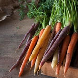 Rainbow Blend Carrot Seeds, Vegetable Seeds, Carrot Seeds