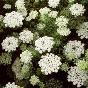 50/200 Green Mist False Queen Anne's Lace Garden Seeds*Toothpick Plant*6 in White Flowers*Filler*Ammi visnaga*Bischofskraut*FLAT RATE SHIP