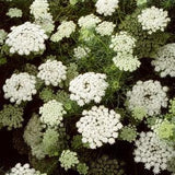 50/200 Green Mist False Queen Anne's Lace Garden Seeds*Toothpick Plant*6 in White Flowers*Filler*Ammi visnaga*Bischofskraut*FLAT RATE SHIP