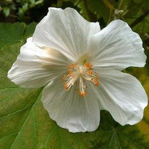 20 Chinese lantern, Flowering maple, Parlour maple Flower Seeds.