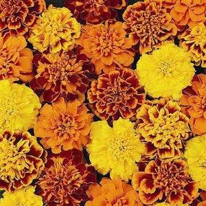 100 Pcs Marigold Sparky Flower Seed- TAGETES PATULA- Annual for full sun / (FL103)