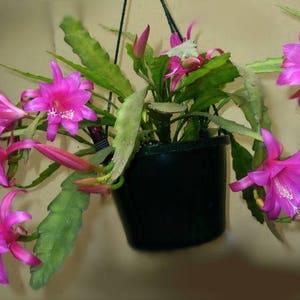Chiapasia Nelsonii ~ Amazing Disocactus Epiphyllum ~ Very Rare Orchid 10 Seeds ~
