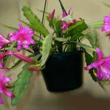Chiapasia Nelsonii ~ Amazing Disocactus Epiphyllum ~ Very Rare Orchid 10 Seeds ~