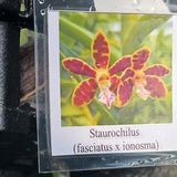 Orchid Staurochilus fasciatus x ionosma Tropical Hanging Plant