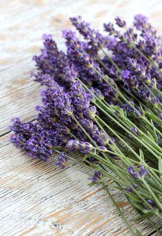 English Lavender Recipes, Ideas & Tips Flower Delivery