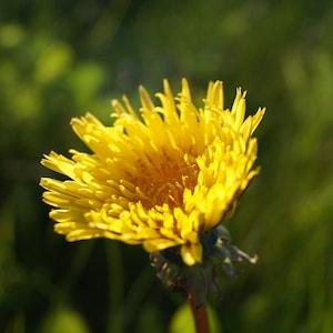 Dandelion Seed Pack - Taraxacum officinale Seeds - grow dandelion greens indoors