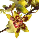 Oncostole Wildcat 'Garfield' #13 Orchid ~ Not in Bloom