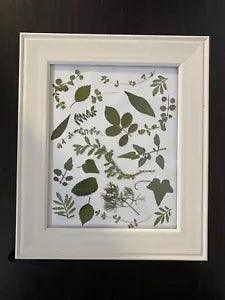 pressed leaves in frame