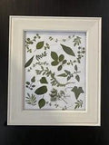 pressed leaves in frame