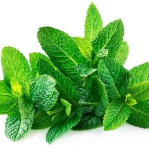 100+ seeds edible Organic Mojito Peppermint Seeds, Garden Herb Seeds, Medicinal Seeds.  Grow your own organic healthy herbal tea.
