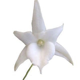 Angraecum Lemforde White Beauty Fragrant and Rare Orchid ~ Not in Bloom
