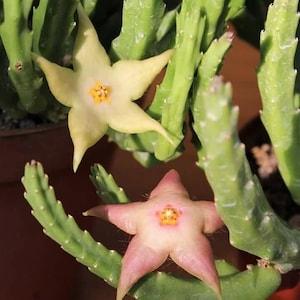 Starfish Flower - Stapelia divaricata - Rare 'Succulent' Seeds - Starfish Cactus, Green-Yellow, Starfish Succulent, Stapelia,Seashell Orchid