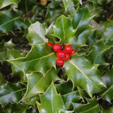 Christmas Holly - Ilex aquifolium - Rare Plant Species