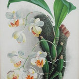 Antique Botanical Print ORCHID AGANISIA TRICOLOR Linden Original Large   c1885