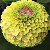 Zinnia Seeds Queen Lime Blush 25 Seeds Annual Flower Seeds