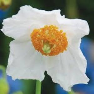 White Himalayan Poppy Seeds 20 count